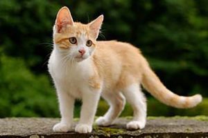 golden tabby kitten